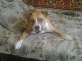 мои три копейки в защиту бойцовых.