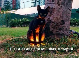 Волк и человек