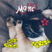 Только заметил. Это пост на внимание. Написано же на последней картинке "МОПС"