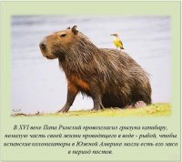 ах ты хитрая жопа