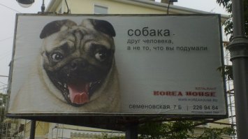 А вот наш мопсик