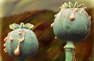 10 самых опасных цветов