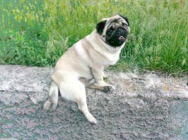 После людей в черном сразу захотел, но завел только в позапрошлом году. И конечно же назвал Френк!