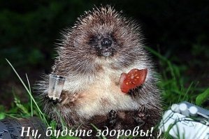 Исцеление дырявой ежихи