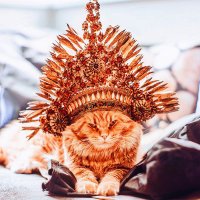 Это правнук кота