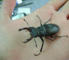 Жук - Олень