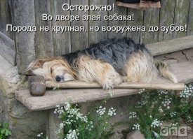 Самые опасные собаки в мире