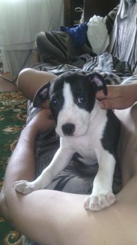 Щенки, выросшие во взрослых собак в стиле "до и после"