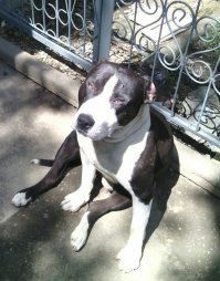 Щенки, выросшие во взрослых собак в стиле "до и после"