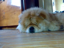 8лет перешагиваю , любит поперек ложится ,а я не спорю....