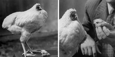 Курица без головы прожила 2 года
Мир полон удивительных вещей! Иногда доводится повидать такое, что в пору поверить в мистику. Главное, не стать пациентом психиатрической больницы. Конечно же, это всё шутки и всё непонятное для нас только потому является таковым, что мы не можем это объяснить, дать этому логическое пояснение. 
Вот и сегодня мы бы хотели представить вполне фантастическую и при этом необъяснимую историю. Историю петуха по кличке Майк.
Многие люди введены в заблуждение, т.к. думают, что история произошла с курицей. Однако, расставим все точки над 'И'. Это был петух. Хотя, особого значения это не имеет. 
Началась она в Америке, в далёком 1945 году. Семья Олсенов как раз хотела приготовить на ужин жареного цыплёнка. Старший Олсен отправился в курятник, выбрал там петуха и мастерски обезглавил его. Однако, к его удивлению, птица не погибла, а продолжала жить, очухавшись от шока. Что самое интересное, Майк, а именно так хозяин назвал петуха, предпринимал попытки клевать зёрнышки и чистить перья тем местом, где у него раньше была голова. Старший Олсен решил продолжить эксперимент и принялся кормить Майка из пипетки.
Через некоторое время петуха отвезли в научный университет города Юты для научного объяснения данного феномена. Врачи бились в догадках, однако, вскоре они пришли к единому мнению: в результате отсечения головы не была задета яремная вена и сгусток крови, что образовался, препятствовал кровопотере. При этом было отмечено, что большая часть головы отсутствовала, однако часть мозгового ствола всё же не была потеряна. В результате этого, мозговой ствол управлял большинством рефлексов птицы.
И, тем не менее, это всё казалось просто фантастическим! Причём, в дальнейшем Майк не только прожил 2 года, так он ещё за это время набрал в весе!
Предприимчивый Олсен смекнул, что можно ещё и заработать на чудо-петухе. Всё дальнейшее время он разъезжал по городам США и брал деньги за демонстрацию птицы: 25 центов. Майка оценили в 1000$, при этом, Олсен вдобавок застраховал его на такую же сумму. Скончался Майк спустя два года в одном из отелей города Финикс во время очередного турне. Хозяин птицы ещё около двух лет разъезжал с гастролями, скрывая, что птица давно скончалась.