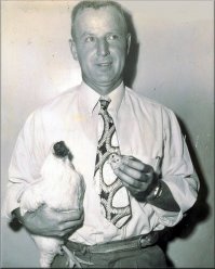 Курица без головы прожила 2 года
Мир полон удивительных вещей! Иногда доводится повидать такое, что в пору поверить в мистику. Главное, не стать пациентом психиатрической больницы. Конечно же, это всё шутки и всё непонятное для нас только потому является таковым, что мы не можем это объяснить, дать этому логическое пояснение. 
Вот и сегодня мы бы хотели представить вполне фантастическую и при этом необъяснимую историю. Историю петуха по кличке Майк.
Многие люди введены в заблуждение, т.к. думают, что история произошла с курицей. Однако, расставим все точки над 'И'. Это был петух. Хотя, особого значения это не имеет. 
Началась она в Америке, в далёком 1945 году. Семья Олсенов как раз хотела приготовить на ужин жареного цыплёнка. Старший Олсен отправился в курятник, выбрал там петуха и мастерски обезглавил его. Однако, к его удивлению, птица не погибла, а продолжала жить, очухавшись от шока. Что самое интересное, Майк, а именно так хозяин назвал петуха, предпринимал попытки клевать зёрнышки и чистить перья тем местом, где у него раньше была голова. Старший Олсен решил продолжить эксперимент и принялся кормить Майка из пипетки.
Через некоторое время петуха отвезли в научный университет города Юты для научного объяснения данного феномена. Врачи бились в догадках, однако, вскоре они пришли к единому мнению: в результате отсечения головы не была задета яремная вена и сгусток крови, что образовался, препятствовал кровопотере. При этом было отмечено, что большая часть головы отсутствовала, однако часть мозгового ствола всё же не была потеряна. В результате этого, мозговой ствол управлял большинством рефлексов птицы.
И, тем не менее, это всё казалось просто фантастическим! Причём, в дальнейшем Майк не только прожил 2 года, так он ещё за это время набрал в весе!
Предприимчивый Олсен смекнул, что можно ещё и заработать на чудо-петухе. Всё дальнейшее время он разъезжал по городам США и брал деньги за демонстрацию птицы: 25 центов. Майка оценили в 1000$, при этом, Олсен вдобавок застраховал его на такую же сумму. Скончался Майк спустя два года в одном из отелей города Финикс во время очередного турне. Хозяин птицы ещё около двух лет разъезжал с гастролями, скрывая, что птица давно скончалась.