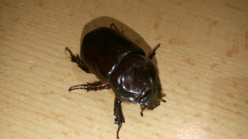 вчера поймал носорога !