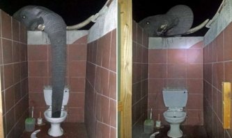 Самые удивительные туалеты мира (10 фото)