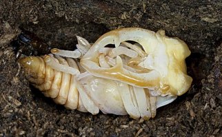 мой самый любимый жук !Lucanus cervus !
кстати - это у него не рога,а челюсти,называются мандибулы.