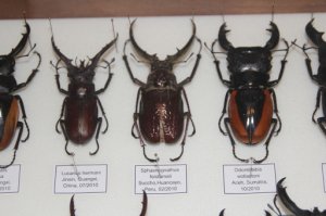 мой самый любимый жук !Lucanus cervus !
кстати - это у него не рога,а челюсти,называются мандибулы.