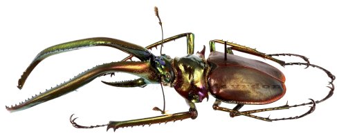 мой самый любимый жук !Lucanus cervus !
кстати - это у него не рога,а челюсти,называются мандибулы.