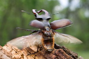 мой самый любимый жук !Lucanus cervus !
кстати - это у него не рога,а челюсти,называются мандибулы.