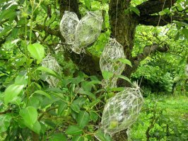 В Хорватии делают.