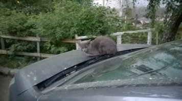 собрался было на работу- но как тут потревожить...