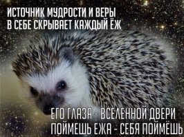 Исцеление дырявой ежихи