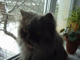 Субкота