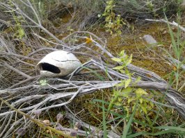 Повезло черепашке. Не всем так везет.