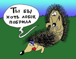 Исцеление дырявой ежихи