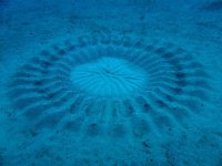 Это гнездо рыбы.