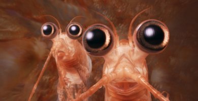 Будьте бдительны: в супермаркетах появились фальшивые креветки