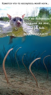 Миграция нескольких тысяч морских крабов в Австралии 