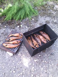 Автору-плюс! Но хочу добавить кое что. Коптилка у меня самодельная. На две решетки и поддон снизу для жира. И копчу когда- ставлю на печечку из кирпичей. Нужно всего 9 штук. Всегда лежат в гараже. В багажнике место не занимают почти. Итого- я мобилен и с коптилкой. Копчу в основном речного окуня(сам ловлю)Очень вкусно. По времени 45-50 минут, в зависимости от погоды. Всем удачной рыбалки в этом сезоне! )))