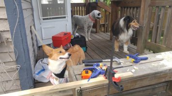 Собаки-помогаки!