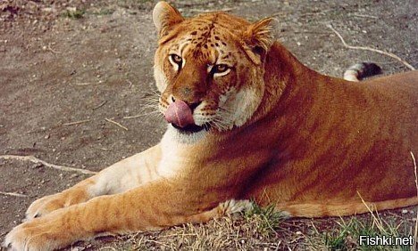 Это не она ? Тигеон (тигролев, тиглон, тигрон) - Panthera tigreo

Самцы, полученные в результате такого скрещивания, как правило стерильны, но самки могут спариваться, как со львом, так и с тигром, образуя в свою очередь новых гибридов с преобладанием львиной или тигриной крови. Детеныши в таких пометах всегда крупнее своих родителей (некоторые тигрольвы достигают массы 450 кг). Они несут в себе признаки обоих родителей - темный тон окраса, оранжевую гриву (короткую и менее густую), более бледные, чем у тигров, полосы, высветленную морду. У самок и многих самцов-гибридов грива отсутствует