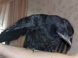 У меня два таких было: