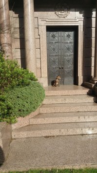 У меня на Хайгейтском кладбище похоронен друг и посещая его могилу в этом феврале,я встретился вот с такими местными обитателями...