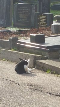 У меня на Хайгейтском кладбище похоронен друг и посещая его могилу в этом феврале,я встретился вот с такими местными обитателями...