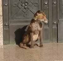 У меня на Хайгейтском кладбище похоронен друг и посещая его могилу в этом феврале,я встретился вот с такими местными обитателями...