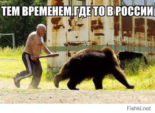 Мужчина прогнал медведя фразой «Эй, медведь, пошёл отсюда!»