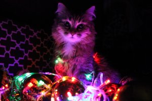 И у котов бывает праздник...