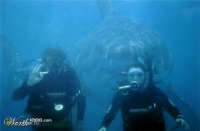 Эту акулу, куда только не пихали :)

Да и это фотошоп...:)