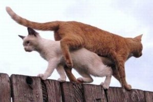 Кошки на заборе