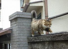 Кошки на заборе