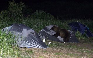 Блин, опять этот бедный беззубый медведь! Всё так мило!