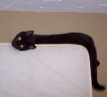 За котиков всегда плюс )