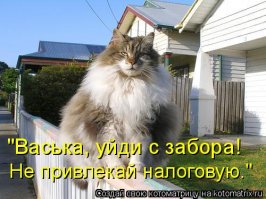Кошки на заборе