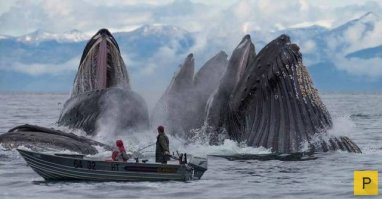 Рыбаки на лодке.Картинка называется:"Хорошо прикормили".