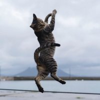 Теперь можно чокаться и пить с котом