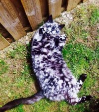 Что за раскрас такой необычный у котика?