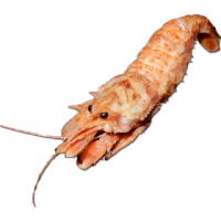 вранье вранье
это сорт креветок такой